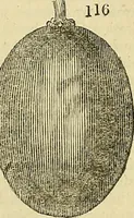 An illustration from The gardener's magazine and register of rural & domestic improvement (1826)