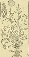 An illustration from The gardener's magazine and register of rural & domestic improvement (1826)