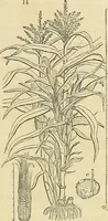 An illustration from The gardener's magazine and register of rural & domestic improvement (1826)