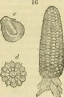 Picture 16 of 102 from The gardener's magazine and register of rural & domestic improvement (1826), leaf 73