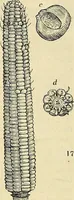 An illustration from The gardener's magazine and register of rural & domestic improvement (1826)
