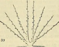 An illustration from The gardener's magazine and register of rural & domestic improvement (1826)