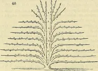 An illustration from The gardener's magazine and register of rural & domestic improvement (1826)