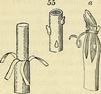 Picture 33 of 66 from The gardener's magazine and register of rural & domestic improvement (1826), leaf 326