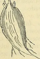 An illustration from The gardener's magazine and register of rural & domestic improvement (1826)