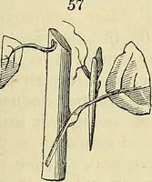 An illustration from The gardener's magazine and register of rural & domestic improvement (1826)