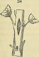 Picture 36 of 66 from The gardener's magazine and register of rural & domestic improvement (1826), leaf 327