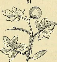 Picture 37 of 66 from The gardener's magazine and register of rural & domestic improvement (1826), leaf 328