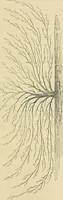 An illustration from The gardener's magazine and register of rural & domestic improvement (1826)