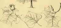 An illustration from The gardener's magazine and register of rural & domestic improvement (1826)