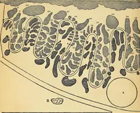An illustration from The gardener's magazine and register of rural & domestic improvement (1826)
