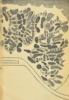 Picture 16 of 114 from The gardener's magazine and register of rural & domestic improvement (1826), leaf 141