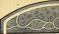 Picture 19 of 114 from The gardener's magazine and register of rural & domestic improvement (1826), leaf 144