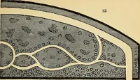 An illustration from The gardener's magazine and register of rural & domestic improvement (1826)