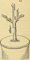 An illustration from The gardener's magazine and register of rural & domestic improvement (1826)
