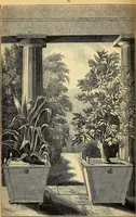 Picture 22 of 114 from The gardener's magazine and register of rural & domestic improvement (1826), leaf 196