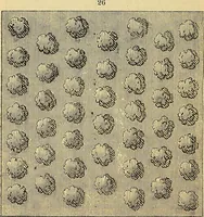 Picture 33 of 114 from The gardener's magazine and register of rural & domestic improvement (1826), leaf 262