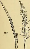 An illustration from The gardener's magazine and register of rural & domestic improvement (1826)
