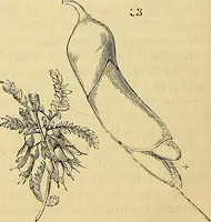 Picture 39 of 114 from The gardener's magazine and register of rural & domestic improvement (1826), leaf 304