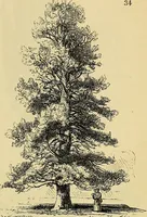 An illustration from The gardener's magazine and register of rural & domestic improvement (1826)