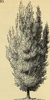 An illustration from The gardener's magazine and register of rural & domestic improvement (1826)