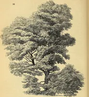 An illustration from The gardener's magazine and register of rural & domestic improvement (1826)