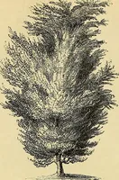 Picture 46 of 114 from The gardener's magazine and register of rural & domestic improvement (1826), leaf 310