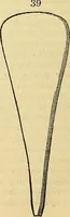 An illustration from The gardener's magazine and register of rural & domestic improvement (1826)