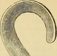 An illustration from The gardener's magazine and register of rural & domestic improvement (1826)