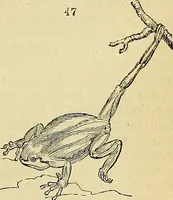 An illustration from The gardener's magazine and register of rural & domestic improvement (1826)