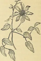 An illustration from The gardener's magazine and register of rural & domestic improvement (1826)