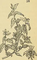 An illustration from The gardener's magazine and register of rural & domestic improvement (1826)