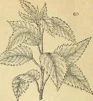 An illustration from The gardener's magazine and register of rural & domestic improvement (1826)