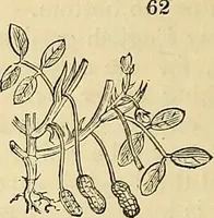 An illustration from The gardener's magazine and register of rural & domestic improvement (1826)