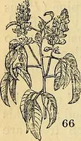 An illustration from The gardener's magazine and register of rural & domestic improvement (1826)
