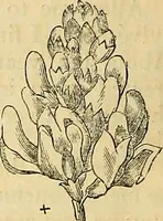 An illustration from The gardener's magazine and register of rural & domestic improvement (1826)