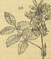 An illustration from The gardener's magazine and register of rural & domestic improvement (1826)