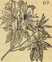 An illustration from The gardener's magazine and register of rural & domestic improvement (1826)