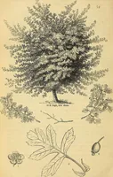 An illustration from The gardener's magazine and register of rural & domestic improvement (1826)