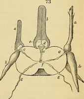 An illustration from The gardener's magazine and register of rural & domestic improvement (1826)