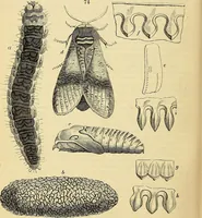An illustration from The gardener's magazine and register of rural & domestic improvement (1826)