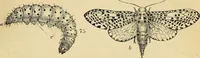 Picture 85 of 114 from The gardener's magazine and register of rural & domestic improvement (1826), leaf 489
