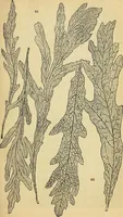 An illustration from The gardener's magazine and register of rural & domestic improvement (1826)