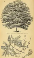 An illustration from The gardener's magazine and register of rural & domestic improvement (1826)