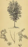 An illustration from The gardener's magazine and register of rural & domestic improvement (1826)