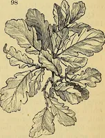 An illustration from The gardener's magazine and register of rural & domestic improvement (1826)