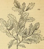 An illustration from The gardener's magazine and register of rural & domestic improvement (1826)