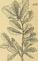 Picture 105 of 114 from The gardener's magazine and register of rural & domestic improvement (1826), leaf 596
