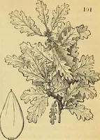 Picture 106 of 114 from The gardener's magazine and register of rural & domestic improvement (1826), leaf 597