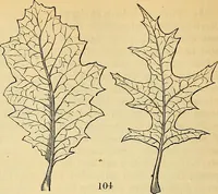 An illustration from The gardener's magazine and register of rural & domestic improvement (1826)